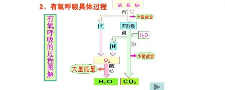 有氧呼吸的三个阶段场所