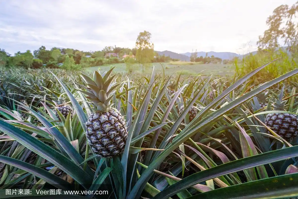 热带水果菠萝生长在花园与山区背景
