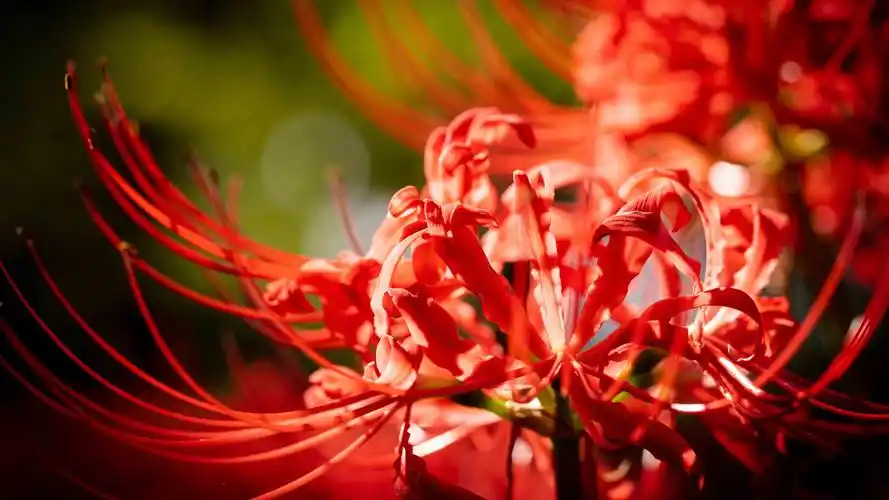 电脑壁纸 花卉 鲜花 鲜红无比的彼岸花