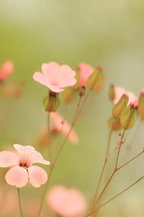 唯美清新小花手机壁纸大全