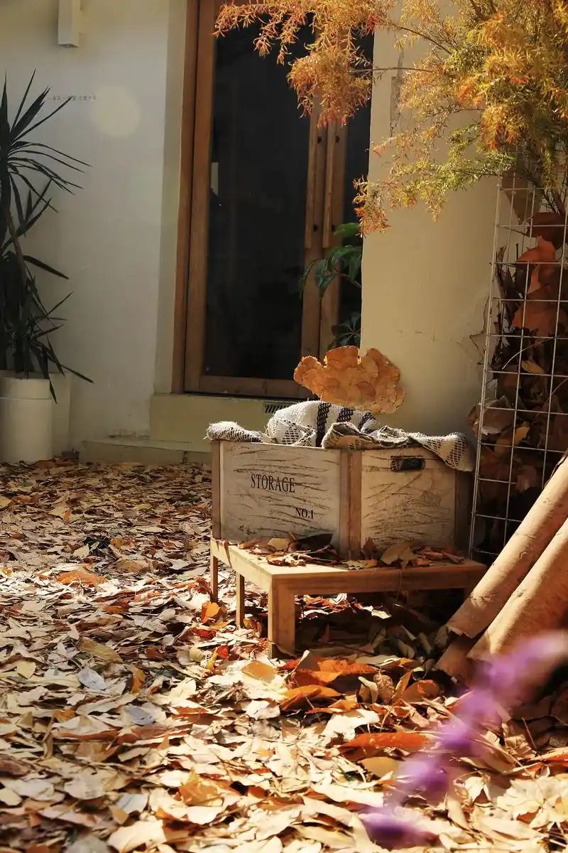 【猫草院子银杏展】用落叶做出秋色万里.【猫草院子银杏展】   - 抖音