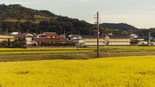回车桌面>电脑壁纸>风景>稻田清新自然风光>相关标签稻田清新自然风光