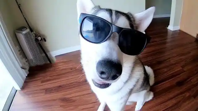 当哈士奇带上了墨镜,不吹不黑,还挺般配,疯狂憋笑
