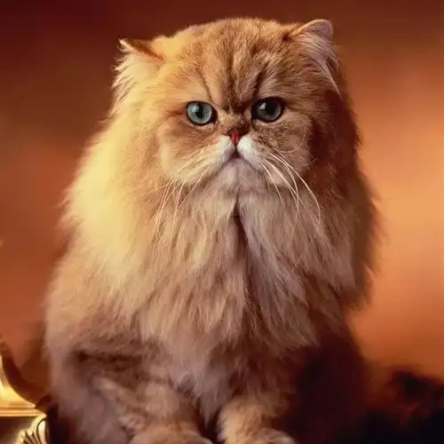 世界上十大最漂亮的猫排名(猫界颜值排行榜)-握米百科