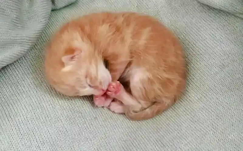 两天的可爱喵宝宝第一次生宝宝的母猫被自己刚出生的小奶猫吓的嗷嗷叫