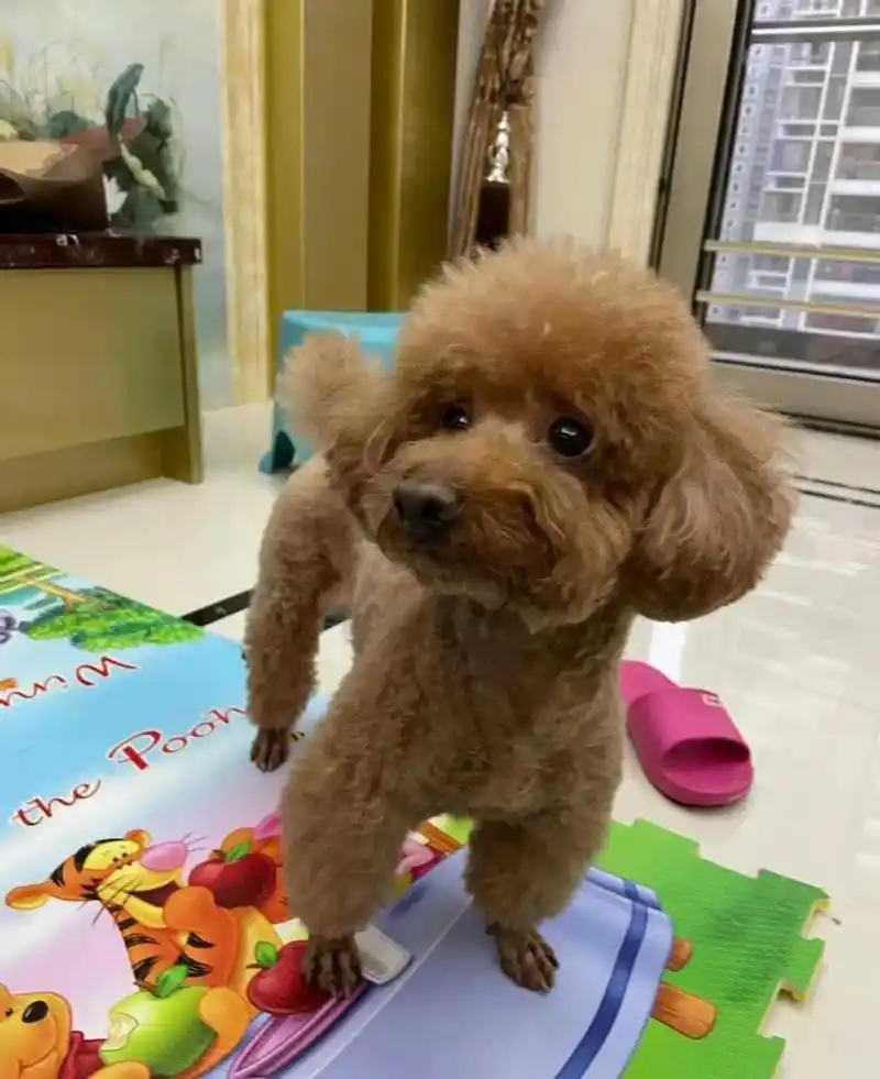 八岁泰迪肾结石别轻易做手shu,我家就是例子