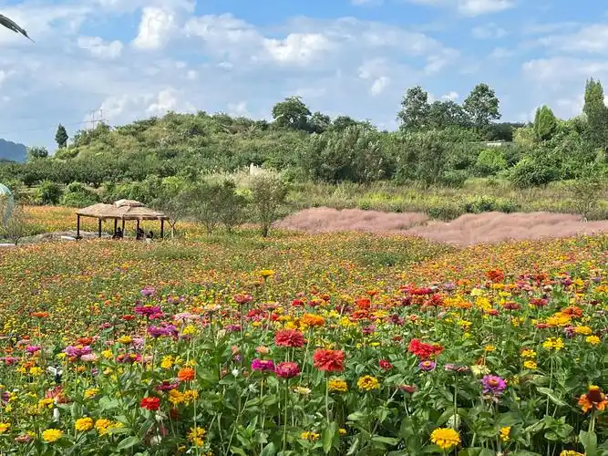 全网最全!贵阳永乐花海一日游攻略来啦