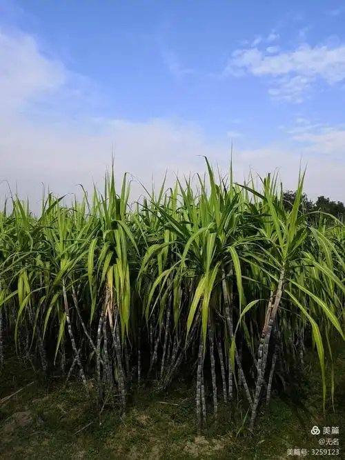 2020年10月25—27浙江乌镇游