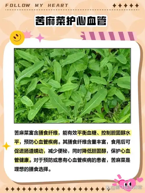 接下来我就带大家深入了解一下苦麻菜的三大功效与作用,看看它是