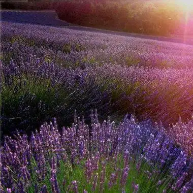 微信薰衣草头像一棵的 微信头像图片大全 -【爱个性】