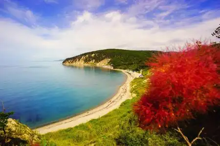 岩岸高地鲜花美丽的景色从一个高度的大海, 与鲜花照片