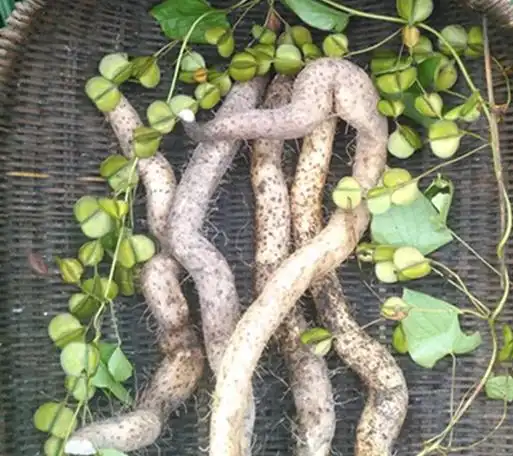 野山药的功效与作用 野山药有什么药用价值_美健品健康网