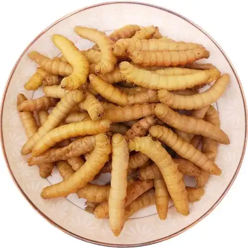 新鲜活体冷冻豆虫豆丹豆青虫豆天蛾昆虫宴美食油炸烧烤满2斤包邮