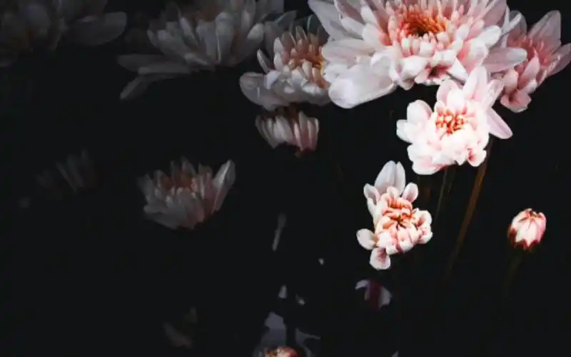 暗系壁纸 第三期 有奖投稿 互关互赞