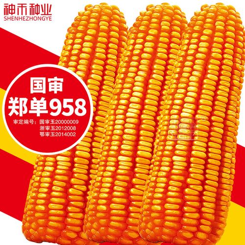 神禾玉米种子矮大棒抗旱抗倒杂交籽郑单958 郑单958玉米种子 500g(湘