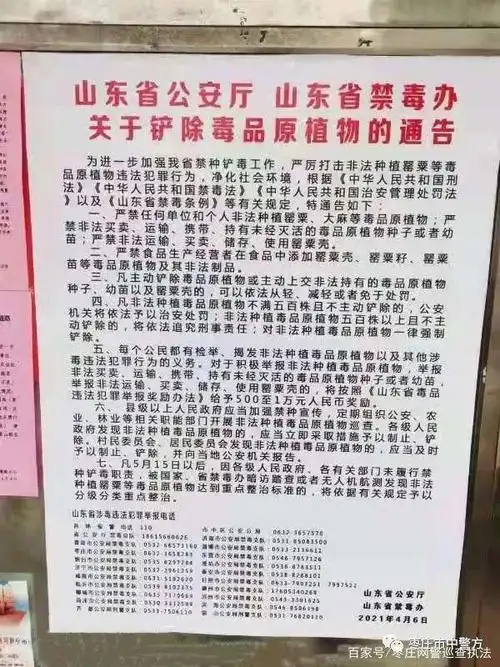 种植罂粟违法! 一株都不能种!