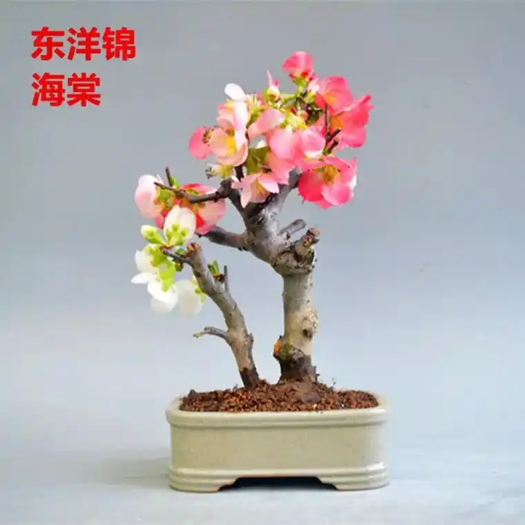 原生东洋锦#复色海棠#东洋锦#喜欢可以私聊 - 抖音