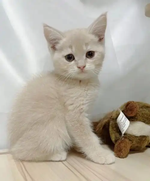 乳色英短乳白英短稀有色已售