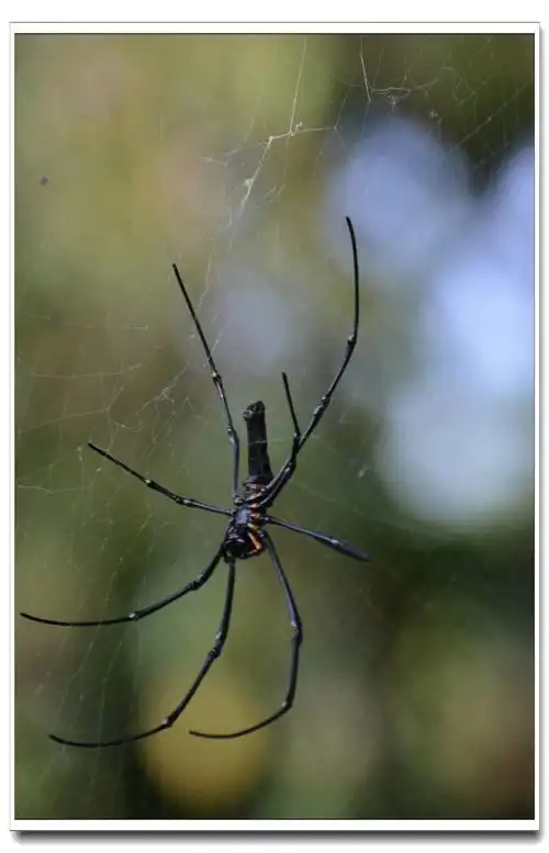 一只大蜘蛛