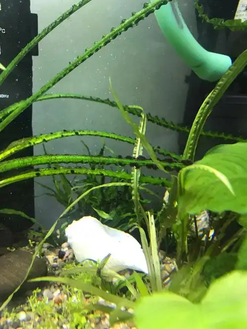 黑毛藻怎么办啊