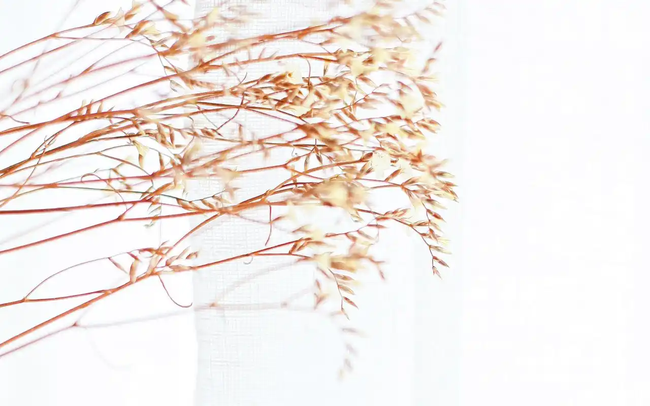 文艺小清新室内唯美静物高清图片壁纸