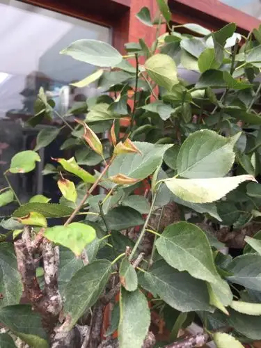 红梅卷叶 背面还有白点 请大神指教