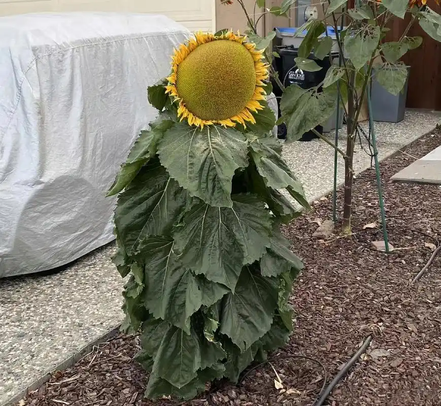 网友:散步途中遇到的好大的一朵向日葵.