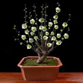 绿梅盆栽老桩盆景耐寒植物庭院阳台绿萼梅花地栽绿花原生红梅树苗