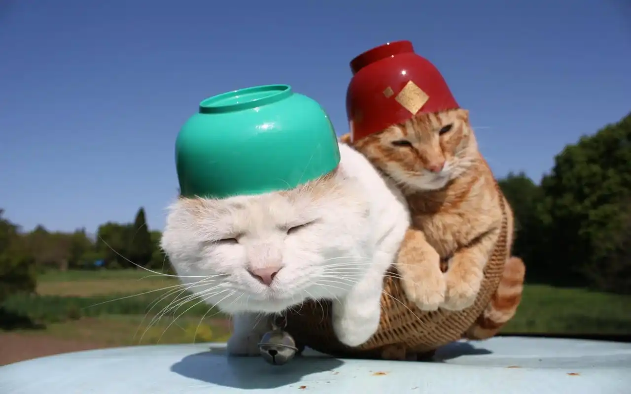 可爱的白色大肥猫眯眼卖萌高清搞笑动物图片桌面壁纸(2)