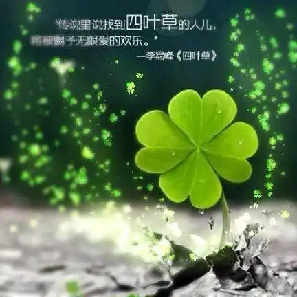小清新幸运四叶草唯美图文背景图片