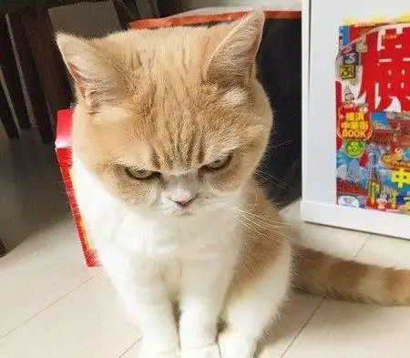 主人赶上班忘记喂饭, 猫咪拦车怒瞪主人, 好奇怪!