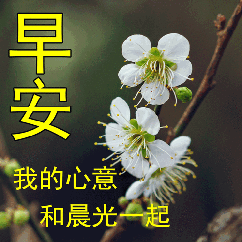 清晨非常漂亮的动态早上好问候表情图片 温馨的早安问候句子