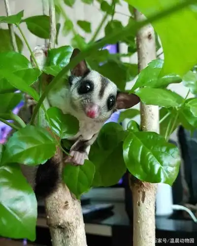 蜜袋鼯不同于任何其他常见宠物,繁殖期间需要铲屎官注意这些问题