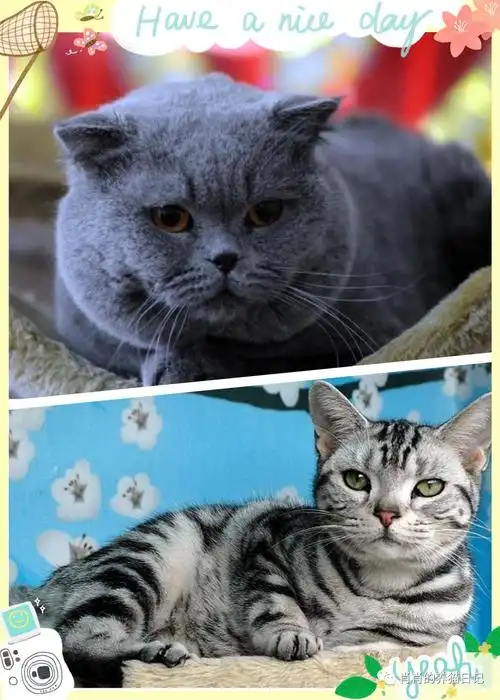 猫咪闲话之英短和美短的区别
