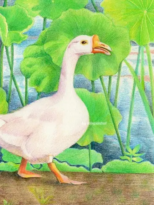 彩铅手绘|《大白鹅》7315:霹雳马 辉柏嘉油性彩铅90:获多福细纹