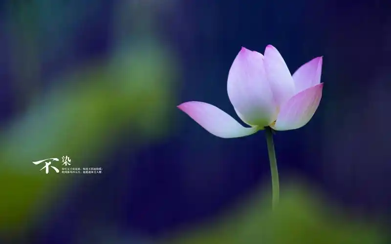 莲花图片(莲花图片大全唯美 禅意心境)