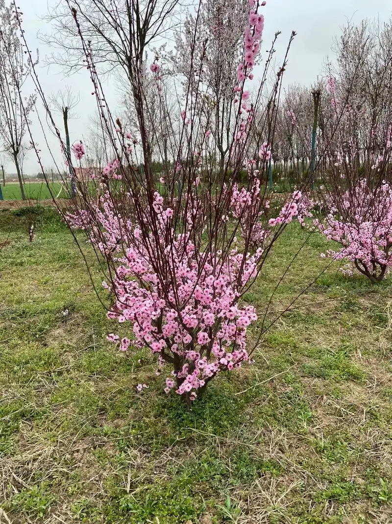 美人梅.#梅花 .侧柏无纺布杯苗 2.美人梅系列. - 抖音