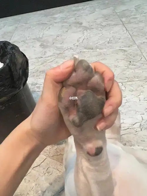 剪指甲剃脚毛一条虫服务