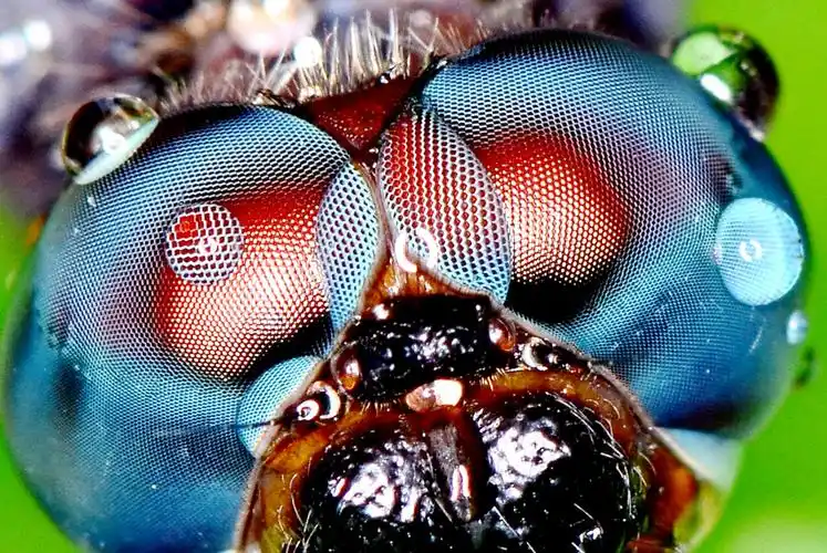 【蜻蜓复眼】----尼康105微距作品