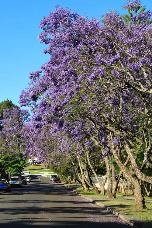 悉尼郊外小区蓝花楹花盛开