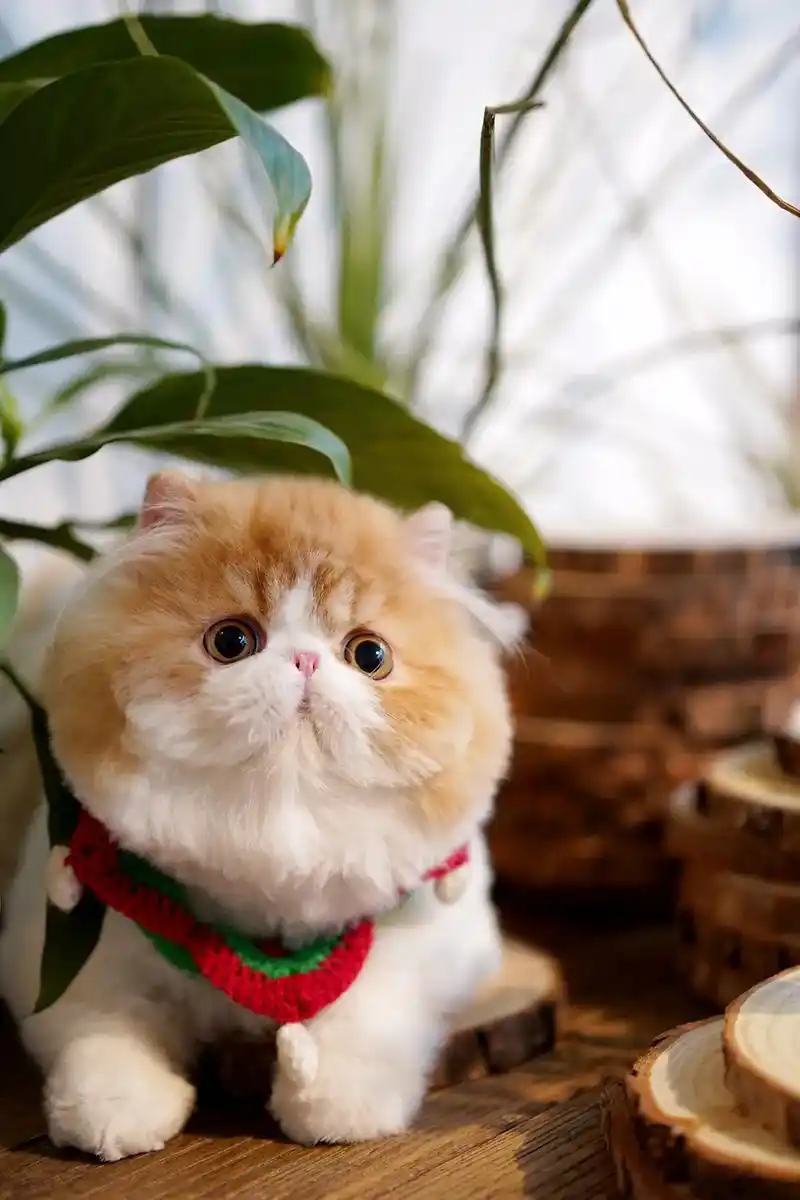 你的小情人～#加菲猫 #宠物摄影 - 抖音