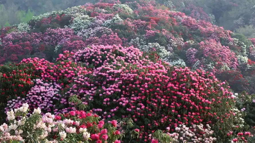 高清组图百里杜鹃姹紫嫣红刷屏美景上线