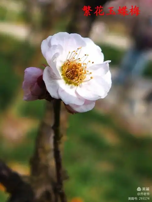 繁花玉蝶梅