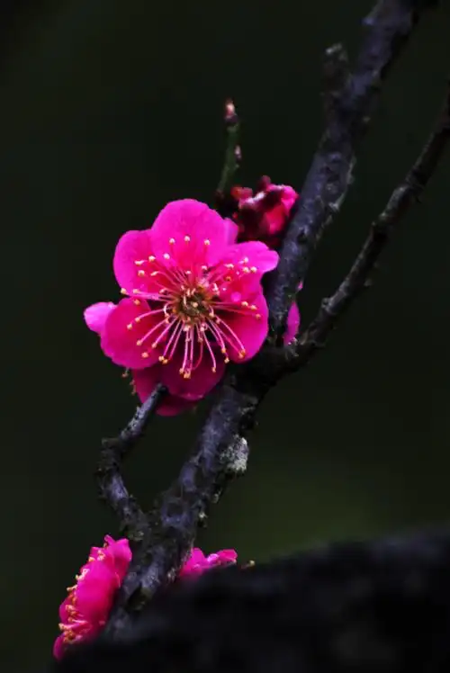 梅花真的好难拍