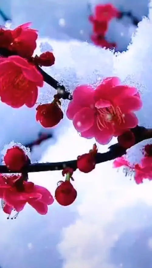 红梅傲雪花枝梢淡雅幽香品自骄飞雪漫天花独放冰清玉洁尽妖绕
