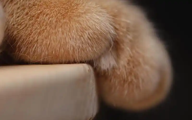 下载高清原图 查看清晰大图 扫描到手机 回车桌面 > 电脑壁纸 >