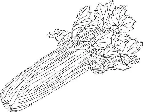 简笔画芹菜的画法