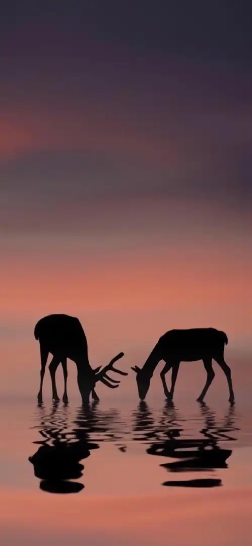 唯美意境摄影高清手机壁纸