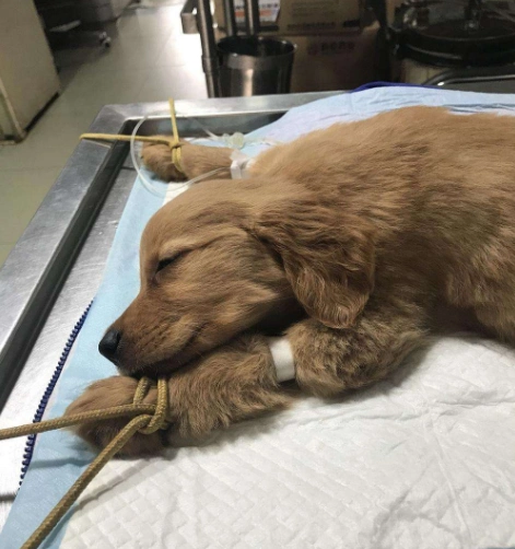 这五种宠物狗狗生病打针情形各不同,有些配合,有些需要五花大绑