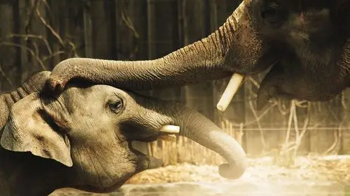 首页 动物与鸟 大象 大象爱的触摸 壁纸 大象爱的触摸 壁纸 - 1920x